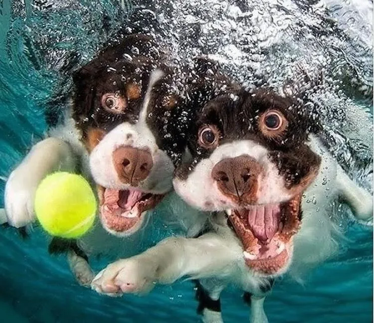 Su altındaki köpekler