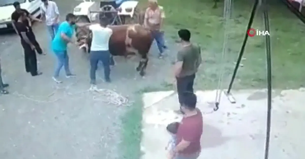 son dakika samsun da yasli adamin kurbanlik boganin darbesi ile oldugu olayin goruntuleri ortaya cikti videosunu izle son dakika haberleri