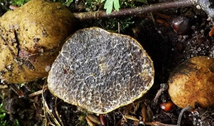 Dünyada sadece o ilde keşfedildi! Türkiye’de yetişiyor...