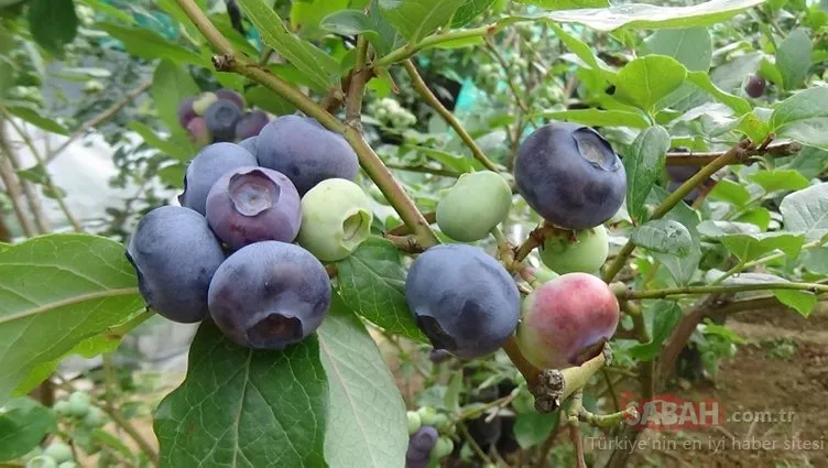 Trabzon’da yaban mersini ekti, yıllık 100 bin TL kazanıyor