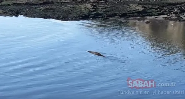 Gizemli deniz yaratığı balıkçıyı şaşkına çevirdi!