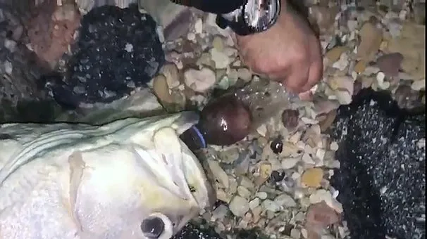 Nesli tükenme tehlikesinde bulunan Lagos balığı böyle bulundu
