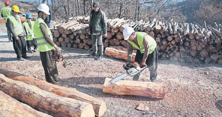 Yanan ormanlar ağaçlandırma için hazırlanıyor