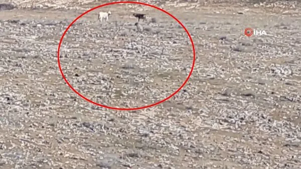 Elazığ'da şaşkına çeviren olay kamerada: Kurt sürüsüne katılan iki çoban köpeği kamerada!