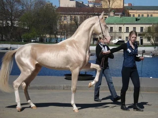 İşte dünyanın en güzel atı