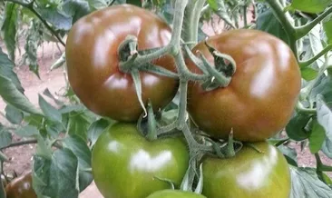 Eto’o domatese isim oldu