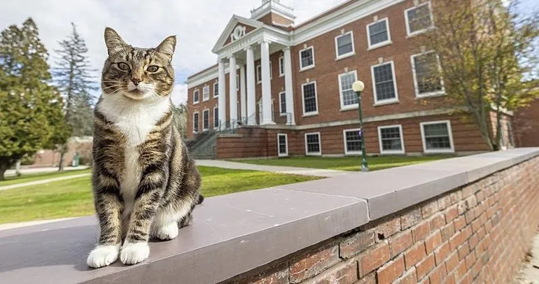 ABD’de bir kediye üniversite onursal diploma verdi