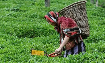 Yaş çay toplayacak işçi aranıyor: Ayda 7 bin 500 lira kazanacak...