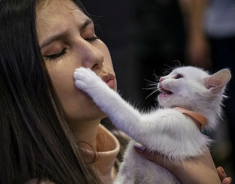 Ankara�da �Kedi Güzellik Festivali� Son Dakika Haberler