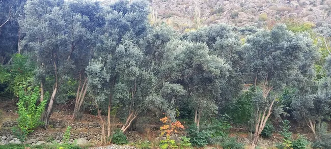 coruh-vadisinde-yetisiyor-dunyada-benzeri-yok-odullu-urune-talep-yogun-1700552197016.jpg