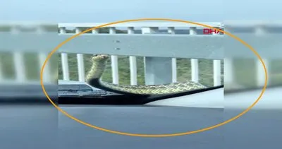 Son dakika haberi... Bursa’da araçta bir görünüp bir kaybolan esrarengiz yılan kamerada | Video
