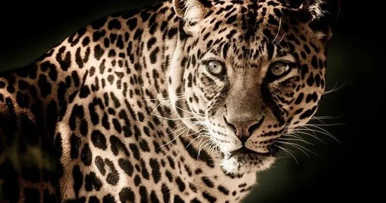 Hindistan’da bir okula leopar girdi