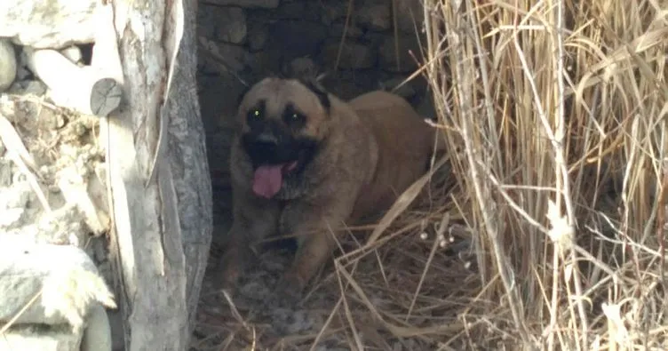 Barınağa konulan köpek çalındı