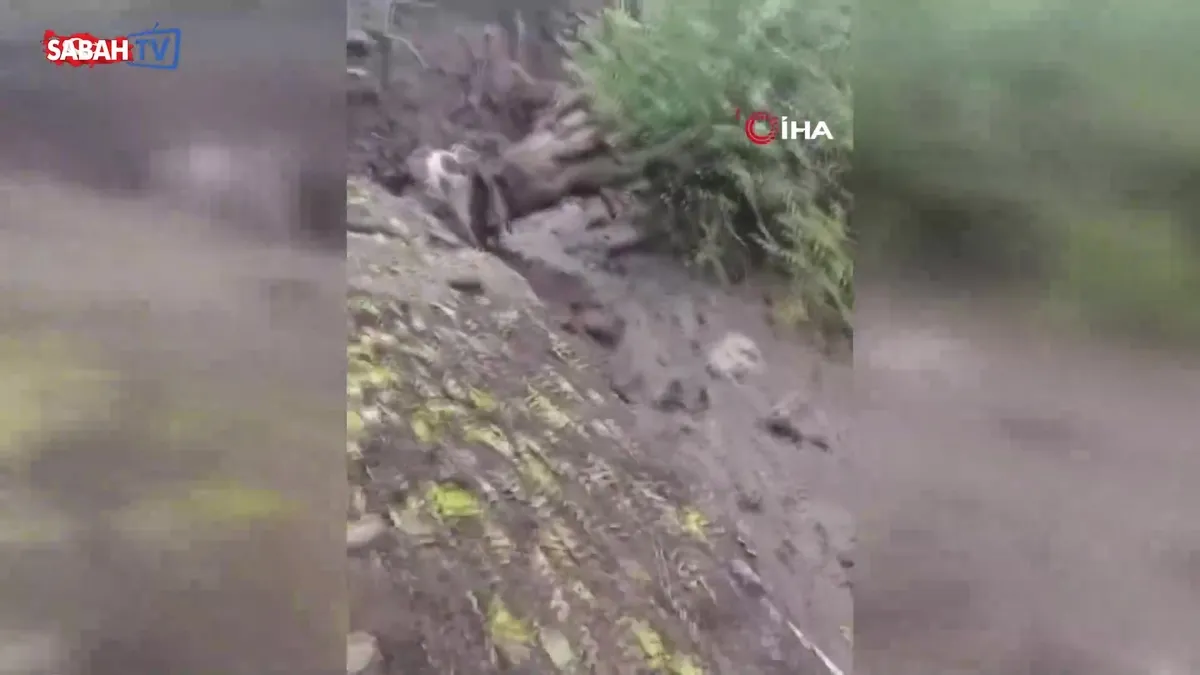 Elazığ'da aşırı yağış sonrası ağaçlar devrildi, derin çukurlar oluştu! | Video