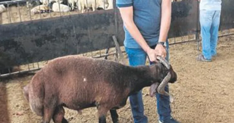 Koyu renkli kurbanlıkları tercih edin