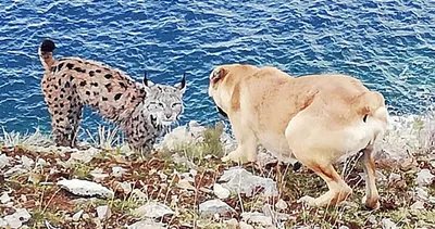 Van Gölü sahilinde görüntülendi! Büyük şaşkınlık...