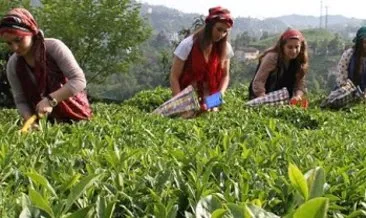 Başkan Erdoğan, çay üreticilerine müjde verdi