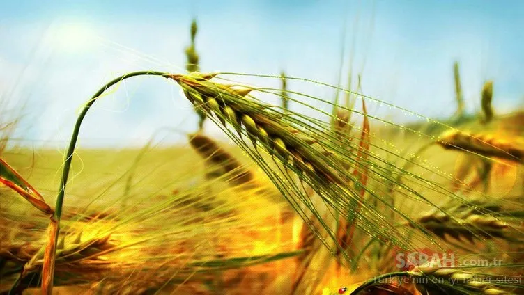 Buğday üretiminde düşüş sürüyor! Dünyanın 26 günlük buğdayı kaldı