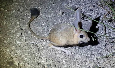 Amasya’da Arap tavşanı görüntülendi