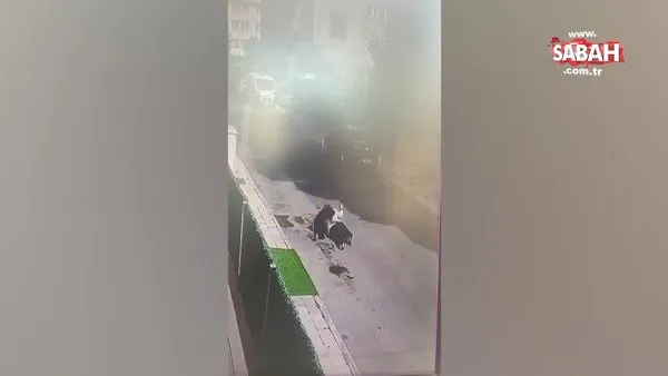 Kafasını yerlere vurdu! Komşu kadınların ölümüne kavgası kamerada | Video