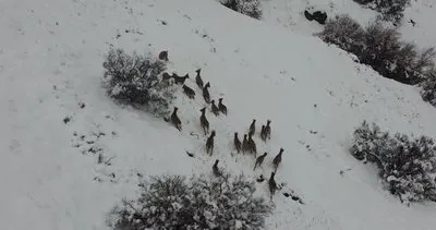 Elazığ’da dağ keçileri ve yaban domuzları dron ile görüntülendi