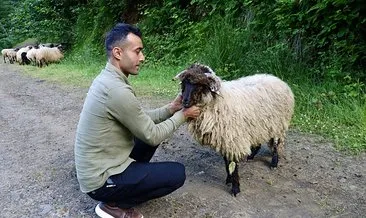 Kesmek yerine tedavi ettirdi: Bacağı kırılan kuzunun mucizevi kurtuluşu! #trabzon
