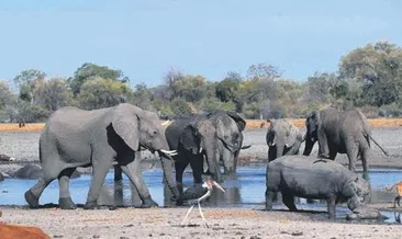 Botsvana’da 3 ayda 154 fil öldü