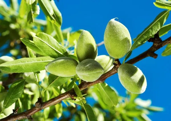 Ilkbahar Meyveleri Nelerdir Hangi Meyveler Ilkbaharda Yenilir