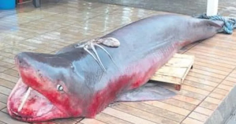 Balıkesir’de ağlara köpek balığı takıldı