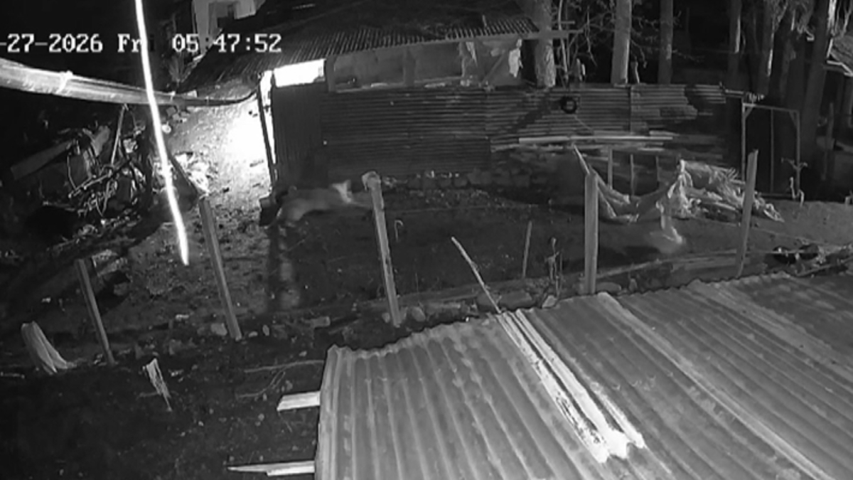 Kümese giren kurt, kazı alıp böyle kaçtı Kümese giren kurt, kazı alıp böyle kaçtı