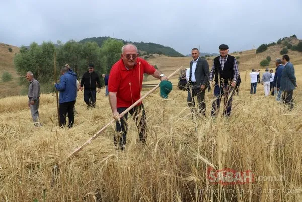 2 bin yıllık ata tohumu! O ilimizde hasat gerçekleşti...