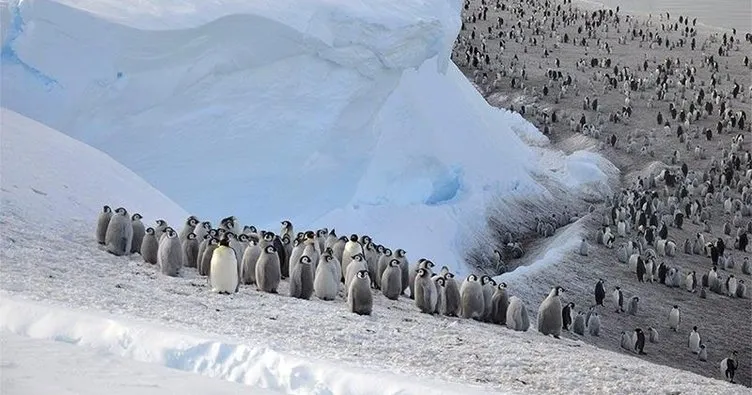 Buzul parçalandı binlerce yavru penguen boğuldu