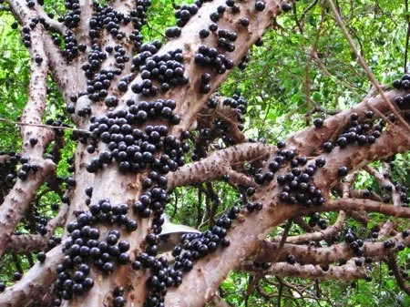 Gövdesinden meyve veren ağaç : jabuticaba