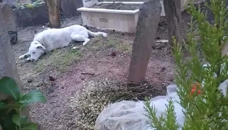 Başından vurularak katledilmişti: Tedavisini üstlendiği köpek mezarından ayrılmıyor!