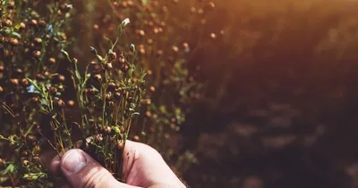 Kanserden koruyan mucize besin...