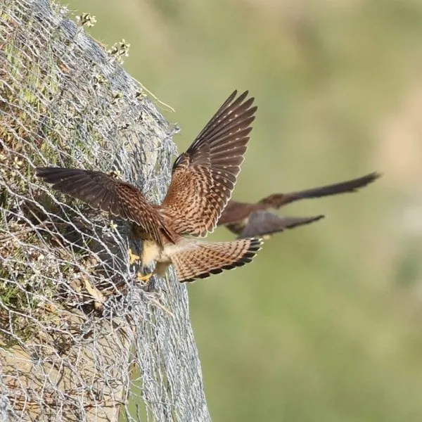 https www sabah com tr yasam 2021 05 05 istanbulun son kerkenez kolonisi olmekten kurtarildi