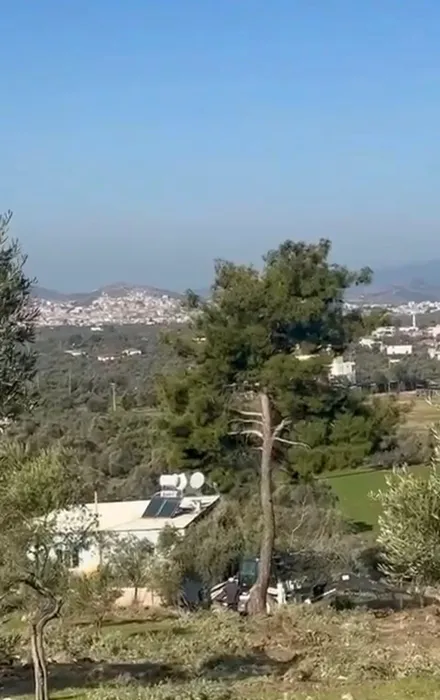 SABAH ortaya çıkarmıştı! Zeytin ağacı katliamında şok görüntüler: İş makinesiyle...