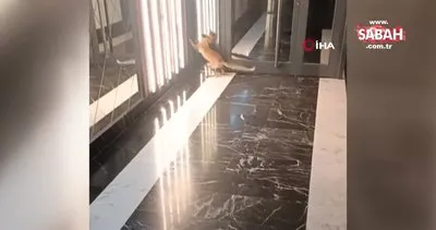 Rezidansa giren şaşkın tilki böyle görüntülendi | Video