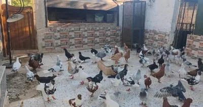 Şanlıurfa'da 600 bin TL‘ye güvercin satılıyor #sanliurfa