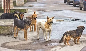 Çeteleşen köpeklere önlem alınacak