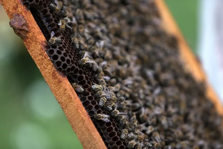 Sokmayan arı’ya yoğun talep