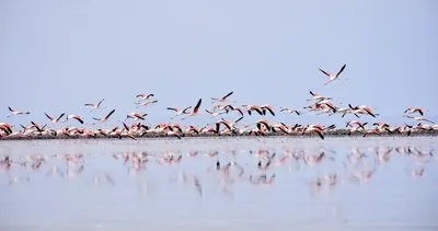 Tuz Gölü’nde 20 yavru flamingo ölü bulundu