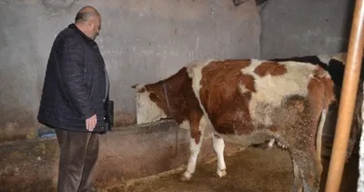 Muş’ta İŞKUR hayvan desteği