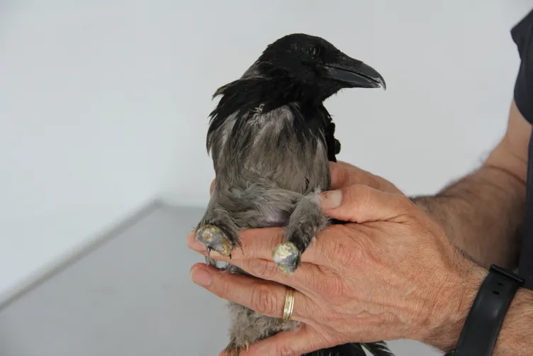 İşkence gören karga hastaneye uçtu: Bana yardım edin der gibiydi!