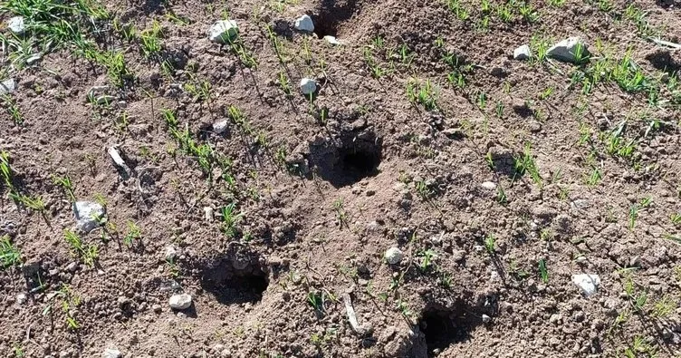 Amasya’da tarlaları fareler bastı