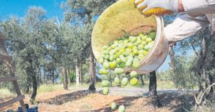 En büyük zeytin bahçesinde hasat