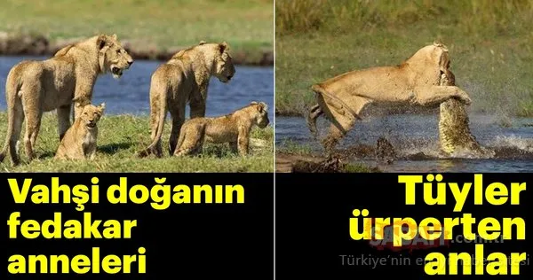 Vahşi doğanın fedakar anneleri