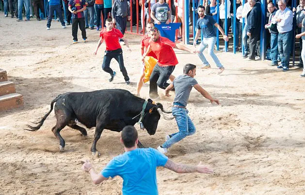Boğa'nın gazabına uğradı