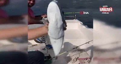 Gökova Körfezi’nin en büyük balon balığı yakalandı