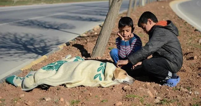 Suriyeli çocuk yaralı köpeğin başından ayrılmadı